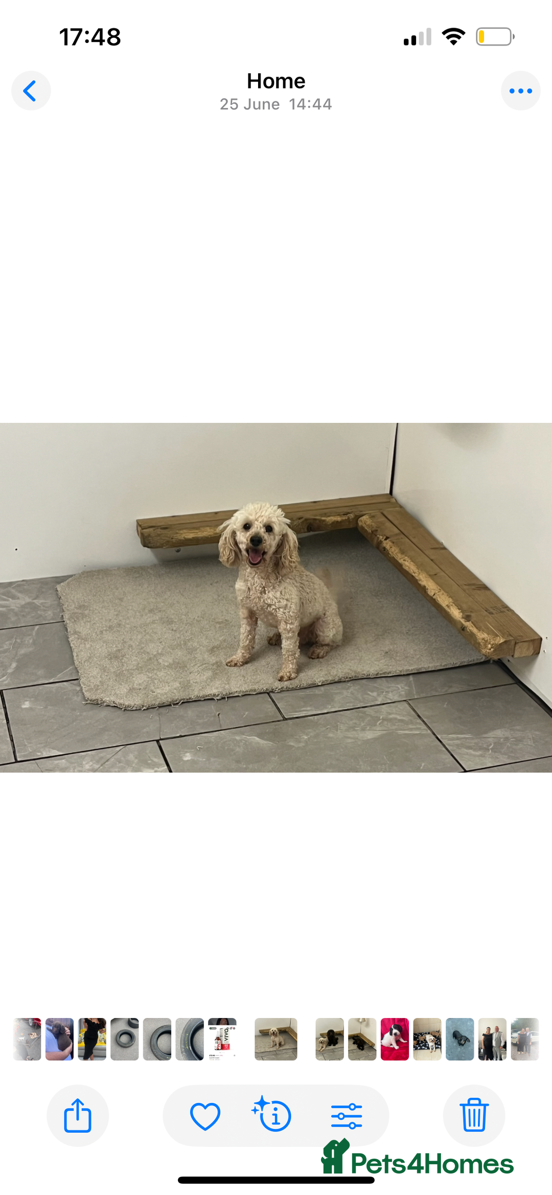 Cockapoo dogs for sale: cockapoo puppies for sale  - Image 10