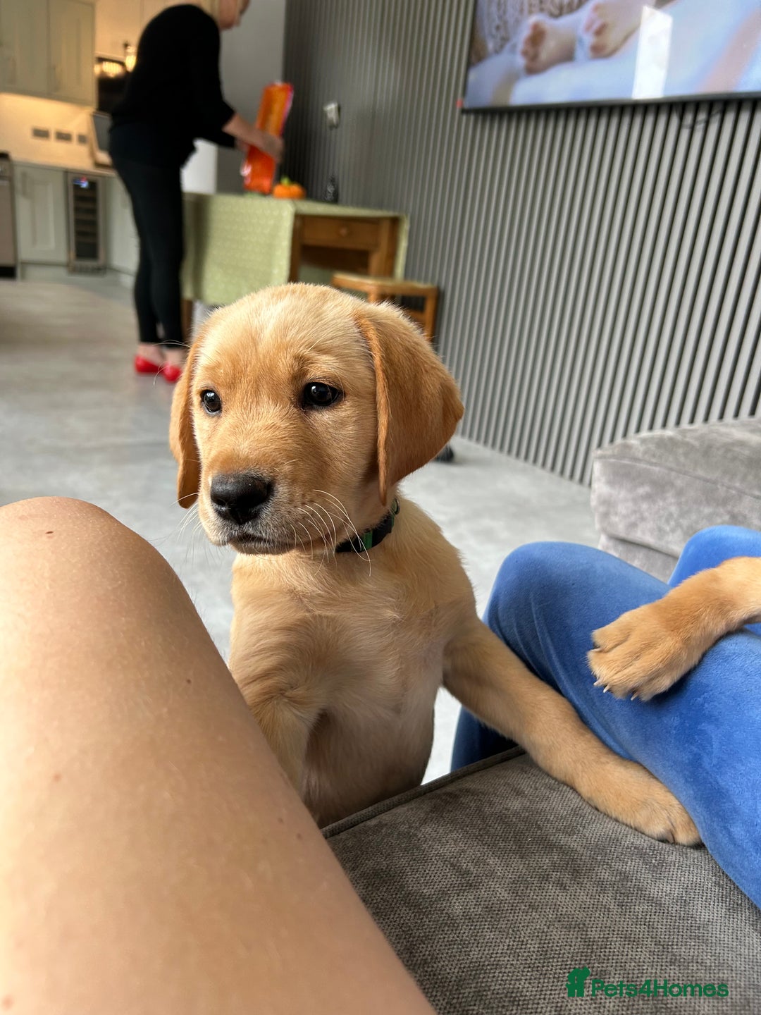 Labrador Retriever dogs for sale: Ready Now Beautiful Boy Labrador Puppies  - Image 37