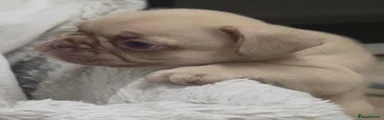 French Bulldog 1