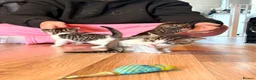 Mixed Breed cats for sale: Turkish van x American wire hair  - Advert 9