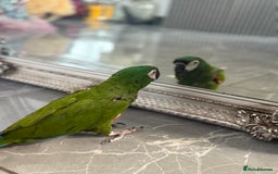 Macaws birds for sale: Talking chestnut fronted macaw  - Image 3