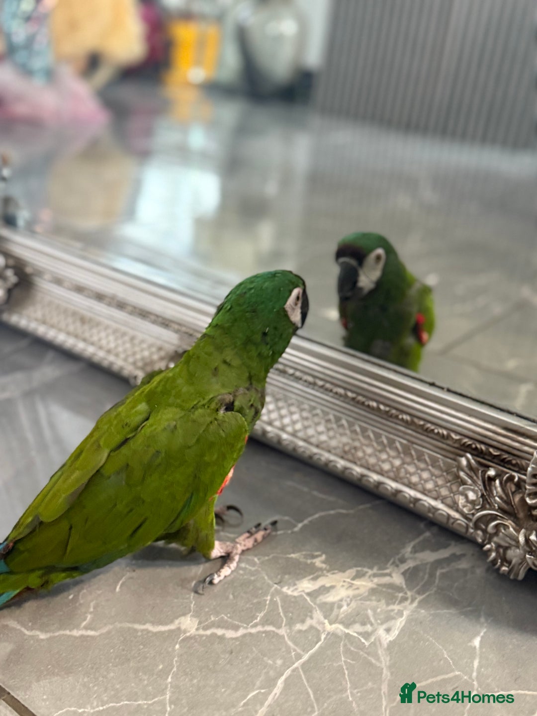 Macaws birds for sale: Talking chestnut fronted macaw  - Image 3