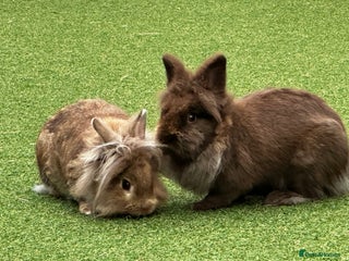 Lionhead rabbits - Advert 2