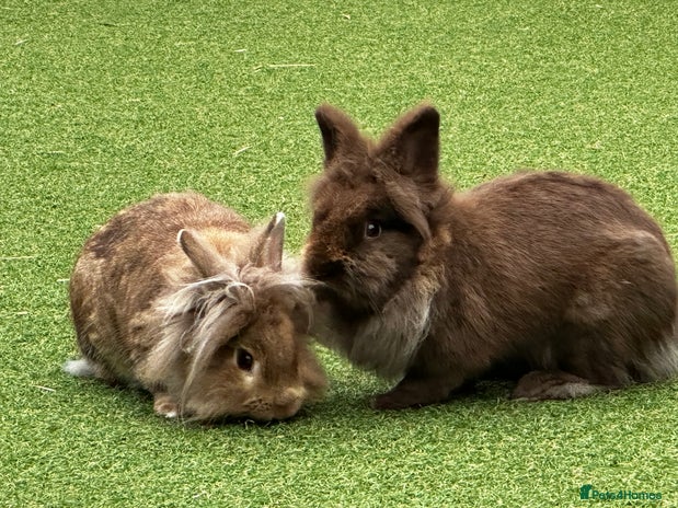 Lionhead rabbits - Advert 1