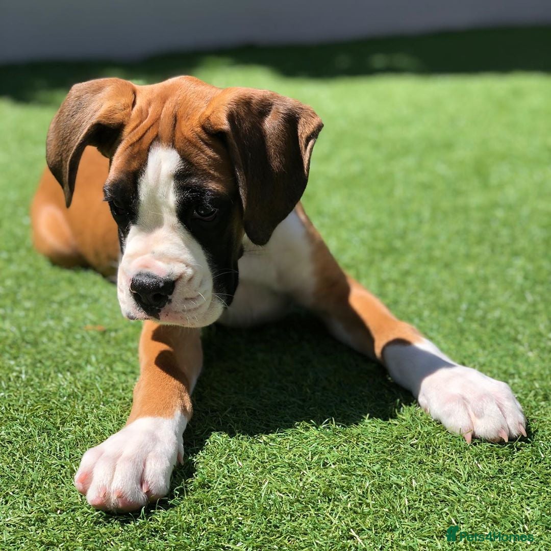 Boxer dogs for sale: Cute Boxer Puppy for Rehome - Image 2