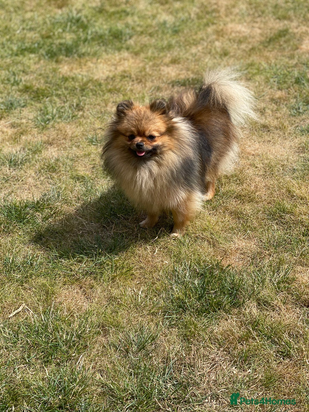 Pomeranian dogs for sale: KC Registered Pomeranian Puppies - Advert 8