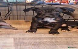 Mixed Breed dogs for sale: Cane corso cross  - Image 3
