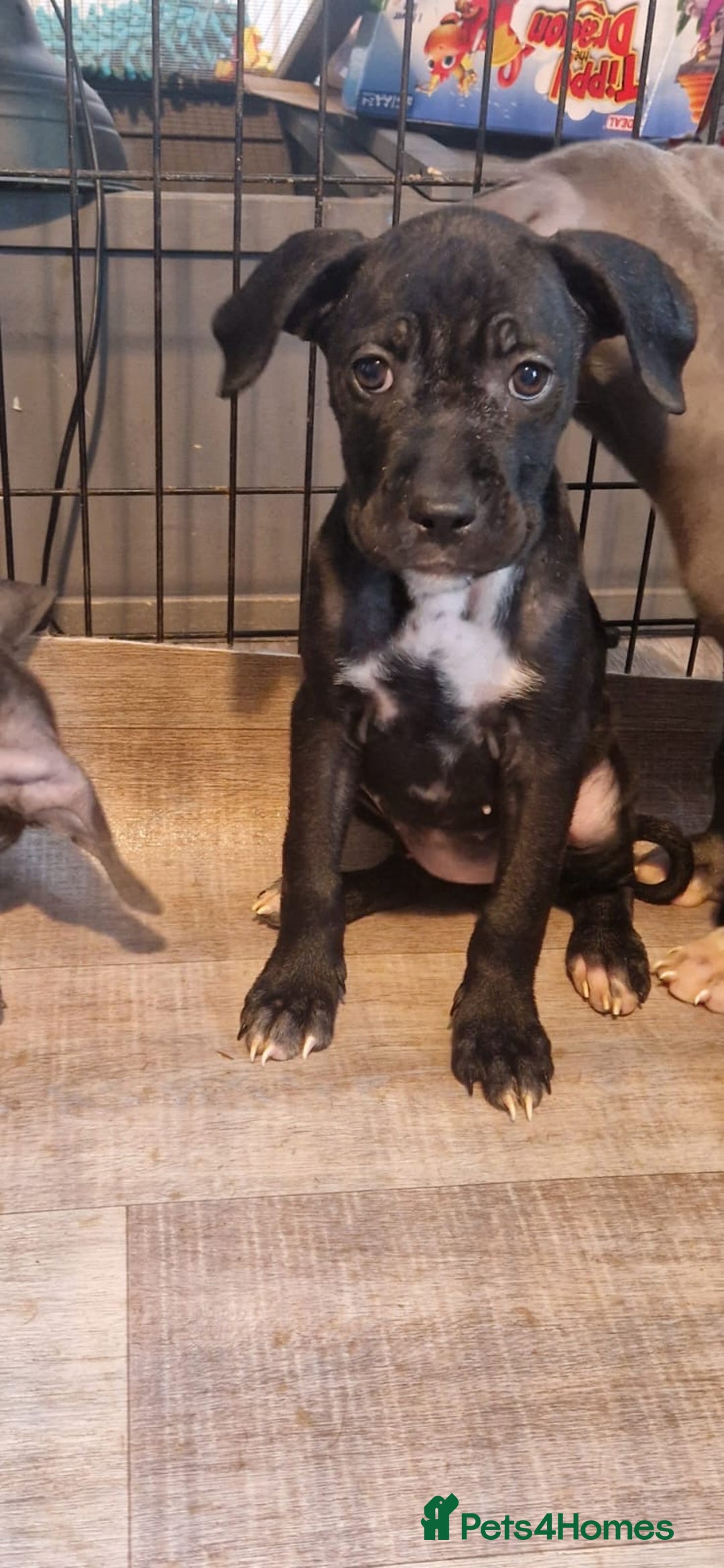 Mixed Breed dogs for sale: Cane corso cross  - Image 3