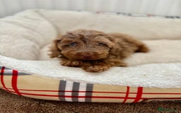 Cockapoo dogs for sale: BEAUTIFUL COCKERPOO PUPPIES  - Image 7