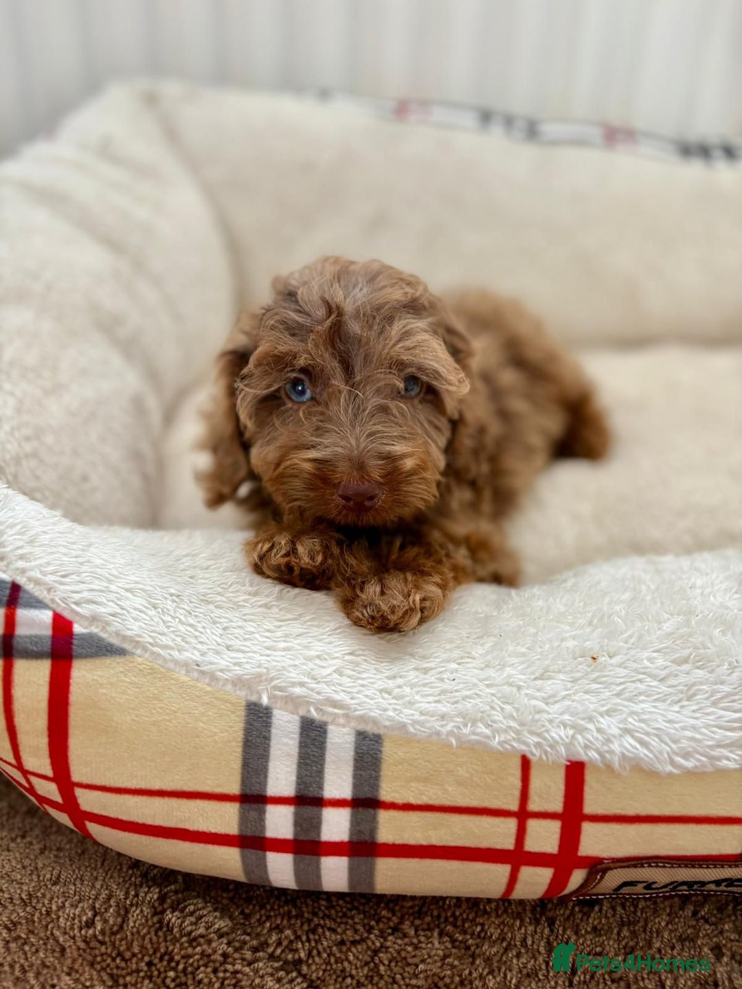 Cockapoo dogs for sale: BEAUTIFUL COCKERPOO PUPPIES  - Image 7