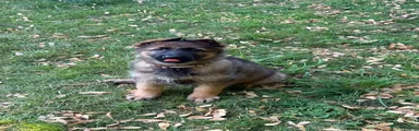 German Shepherd 1 beige collar