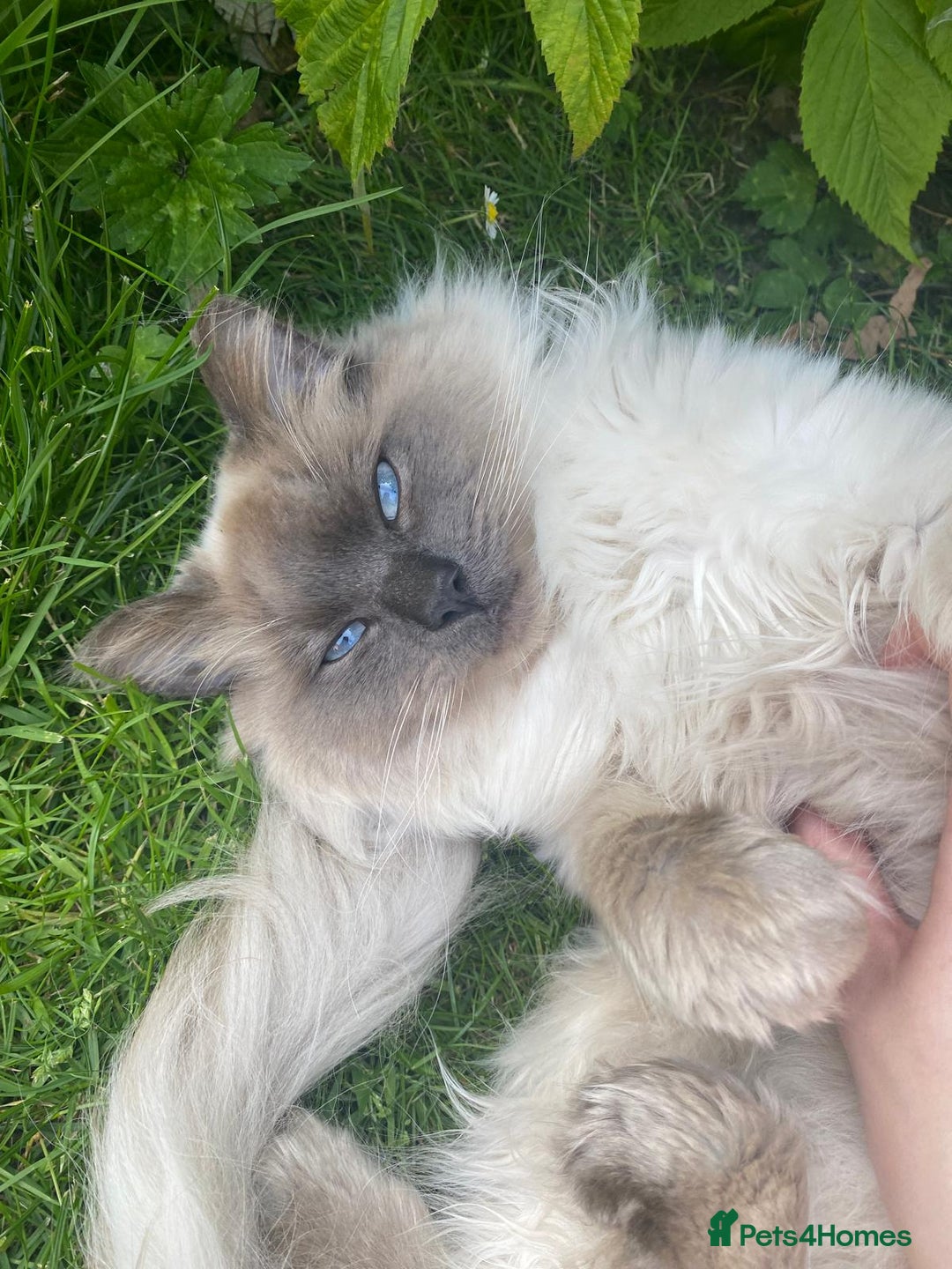Ragdoll cats for sale: Stunning Ragdoll kittens looking for new homes - Image 20