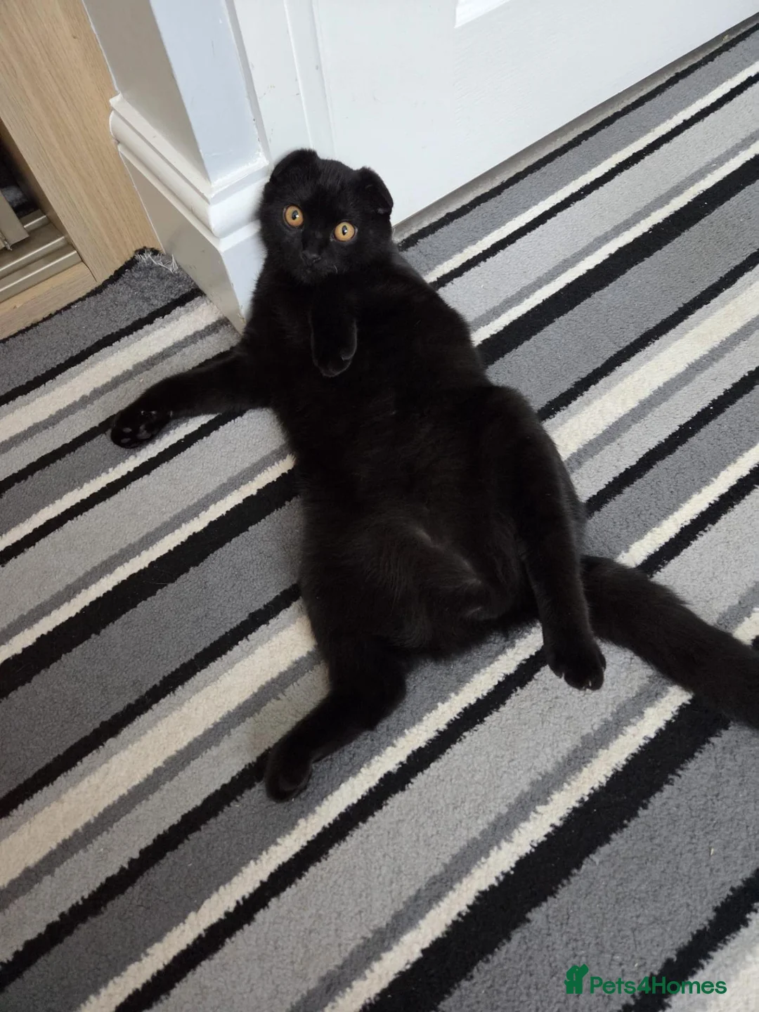 Scottish Fold cats for sale: Scottish fold - Advert 6