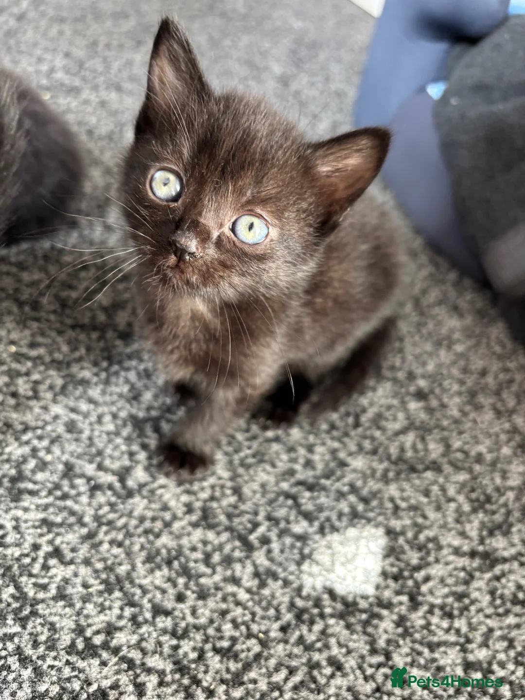 Mixed Breed cats for sale: Kitten 🐾🏡 - Advert 1