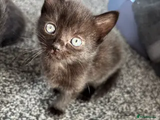 Mixed Breed cats Kitten 🐾🏡 - Advert 4