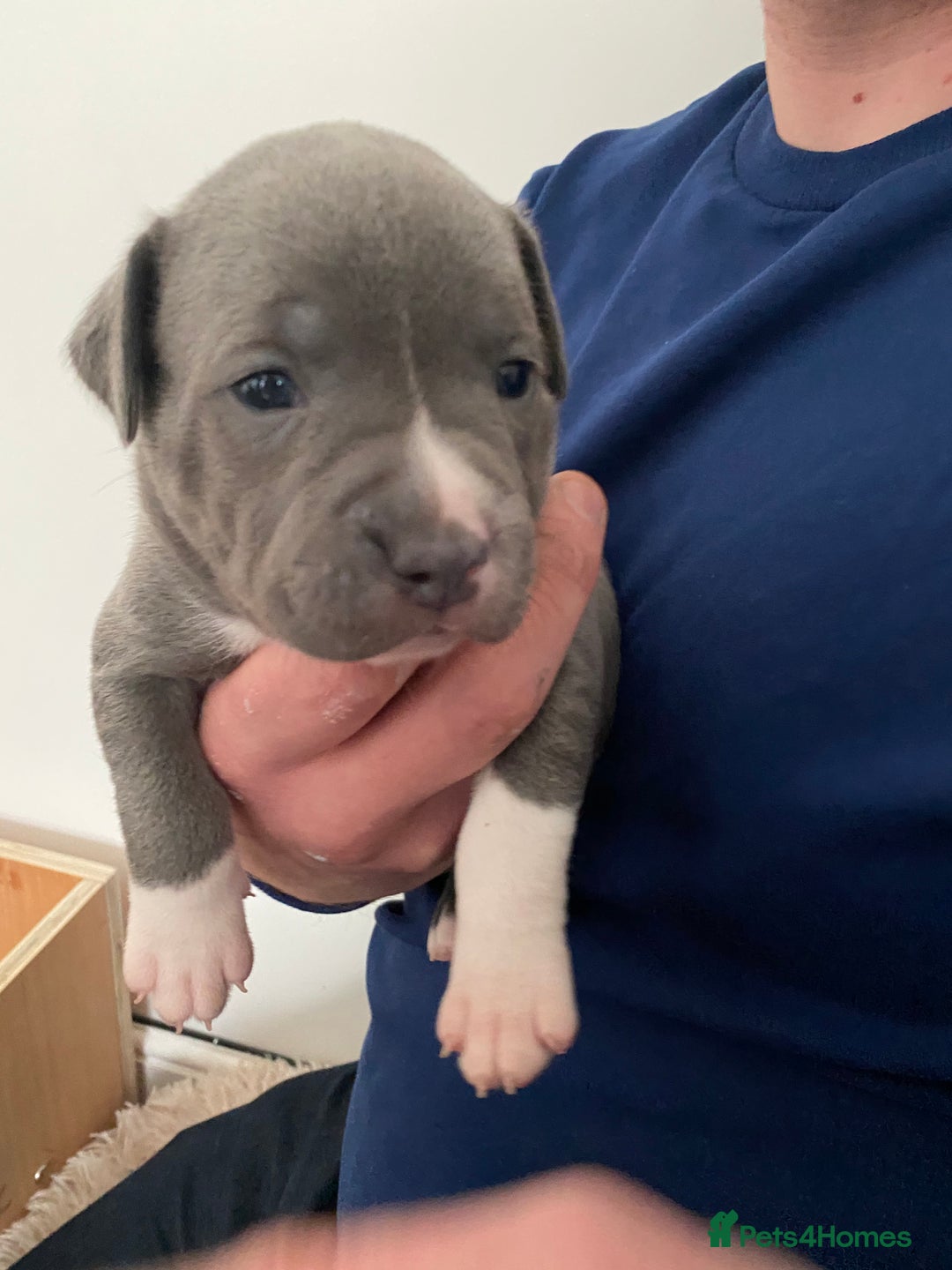 Staffordshire Bull Terrier dogs for stud: KC PROVEN Blue Staffordshire Bull Terrier for STUD in Wakefield - Advert 9