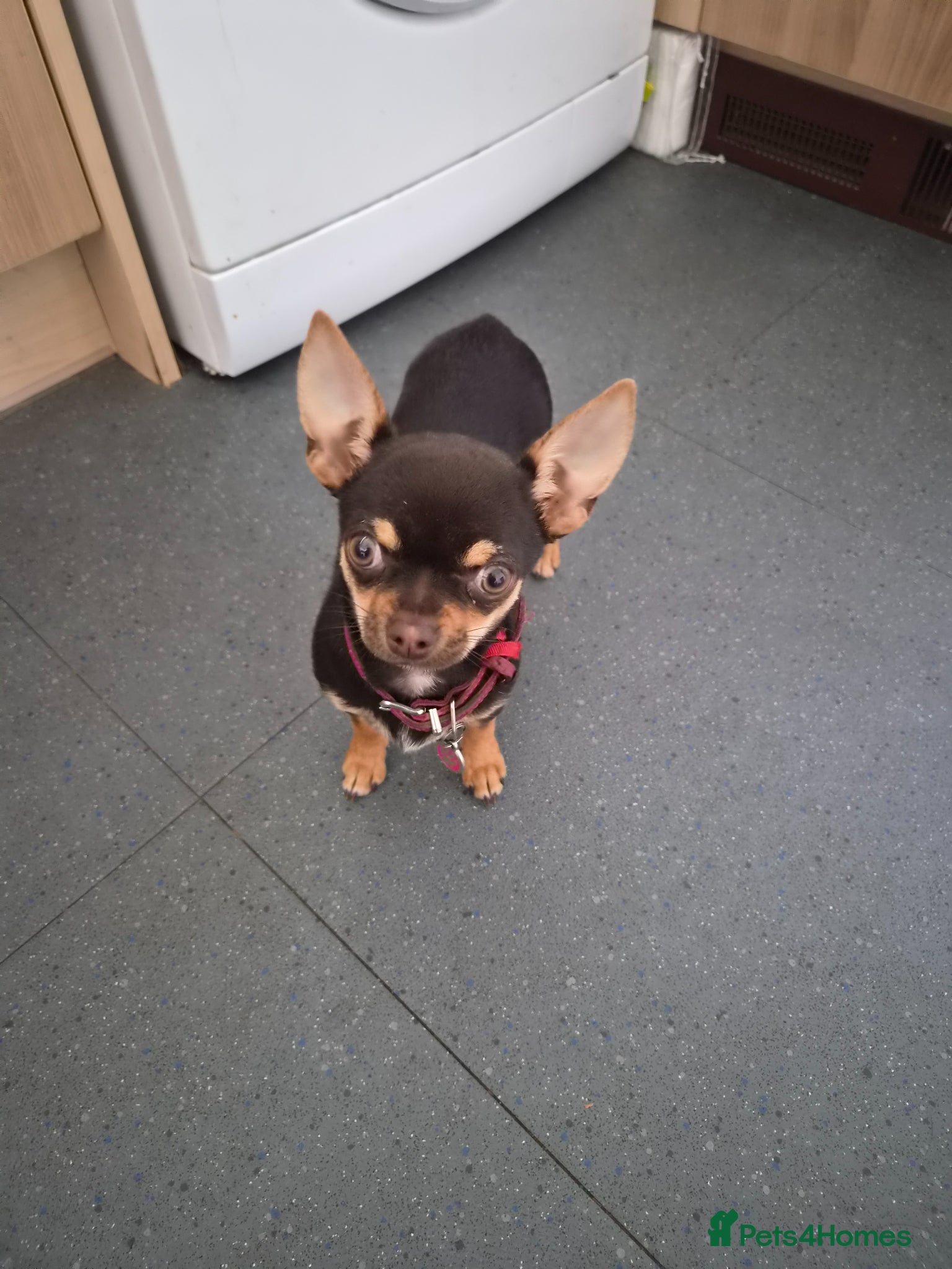 Chihuahua dogs Chihuahua  - Advert 3