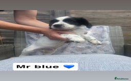 Sprocker dogs for sale: Black and white Sprockers looking for homes  - Image 12