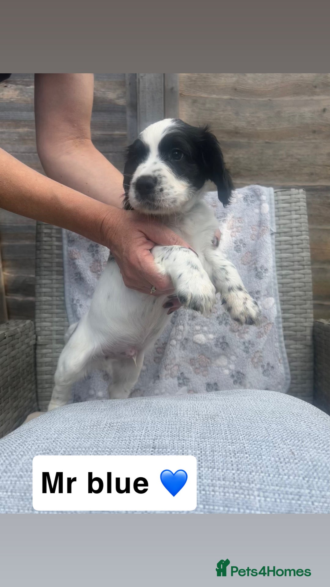 Sprocker dogs for sale: Black and white Sprockers looking for homes  - Image 12