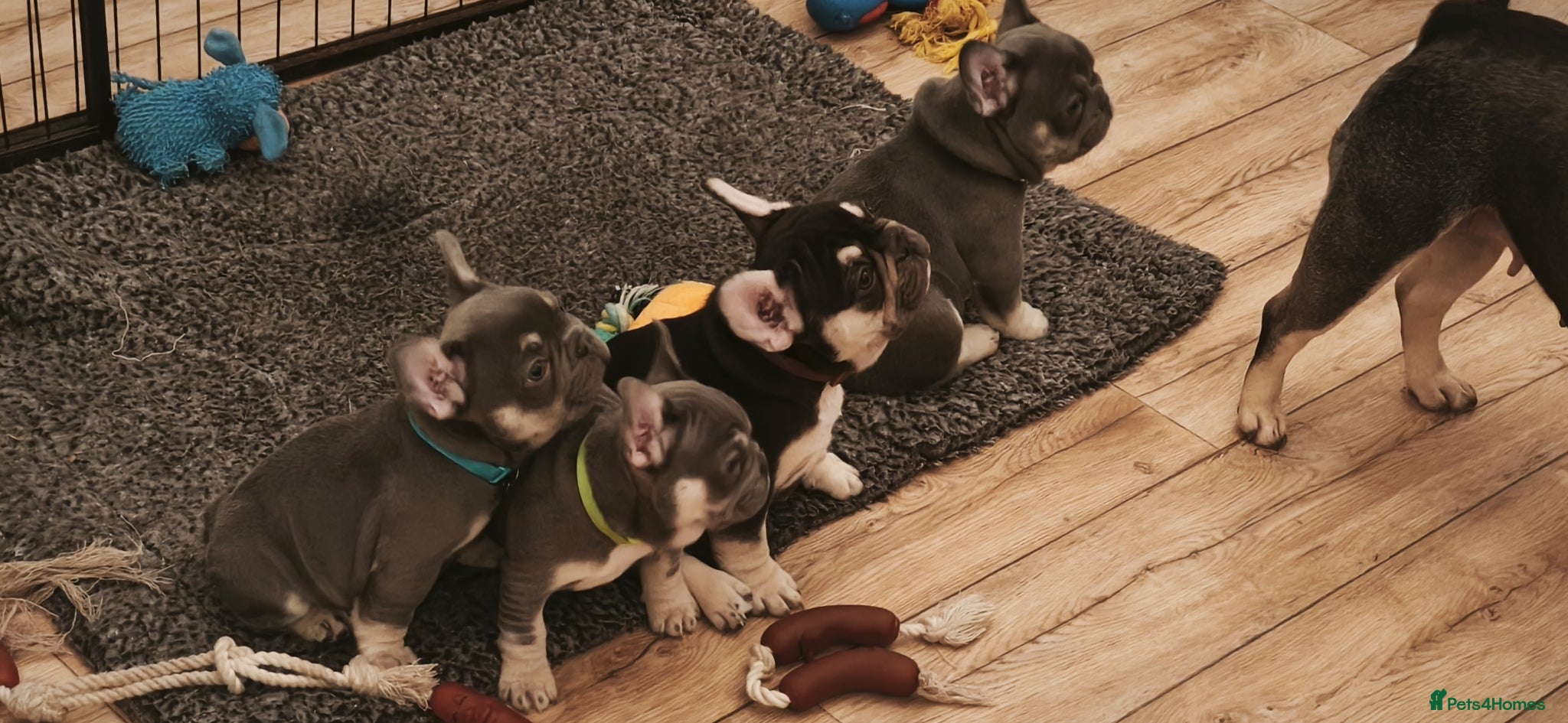 French Bulldog dogs Five beautiful girls - Advert 11