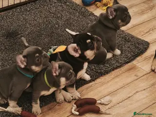 French Bulldog dogs Five beautiful girls - Advert 11