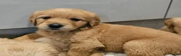Golden Retriever dogs for sale: Golden retriever champion bloodline puppies. - Advert 19