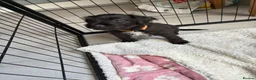 Mixed Breed dogs for sale: Black female LakelandPatterdale terrier - Advert 3