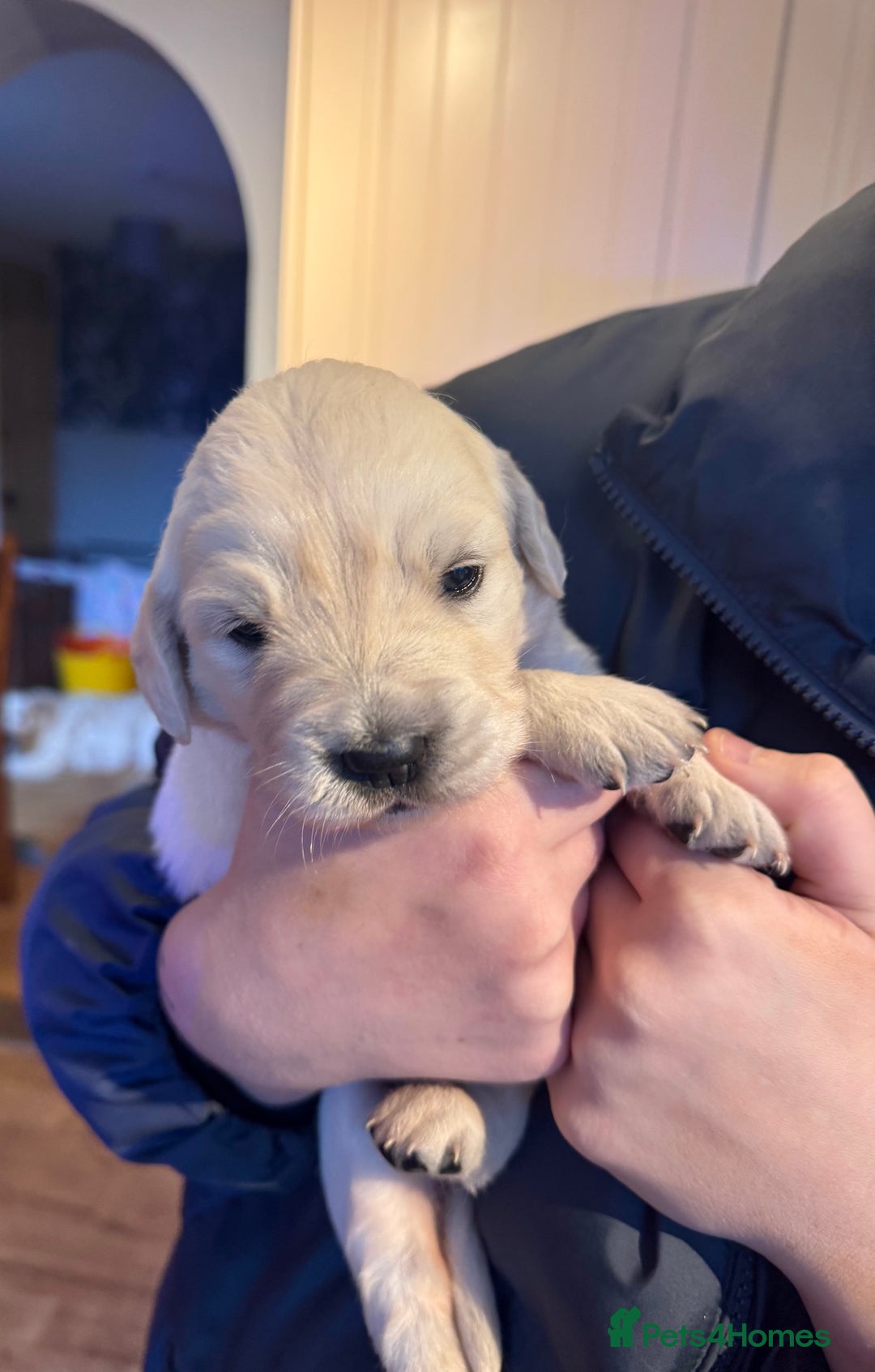 Golden Retriever dogs for sale: Beautiful and fluffy Golden Retriever puppies - Advert 6