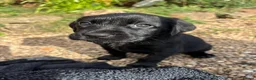 Labrador Retriever dogs for sale: Beautiful Labrador puppies ready THIS weekend - Advert 7