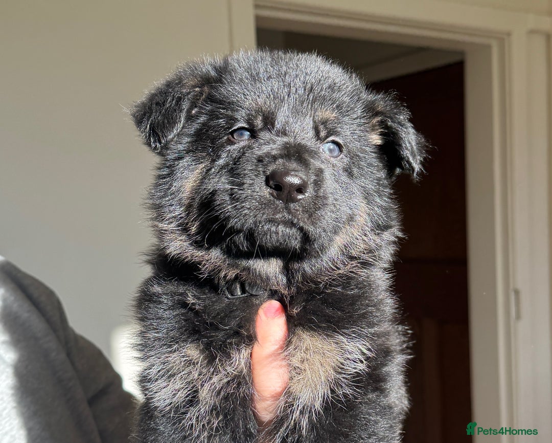 German Shepherd dogs for sale: Black & Tan GSD Puppies - Advert 7
