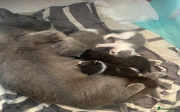 British Shorthair cats for sale: 5 kittens mixed litter 9 weeks old, ready now!  - Image 4