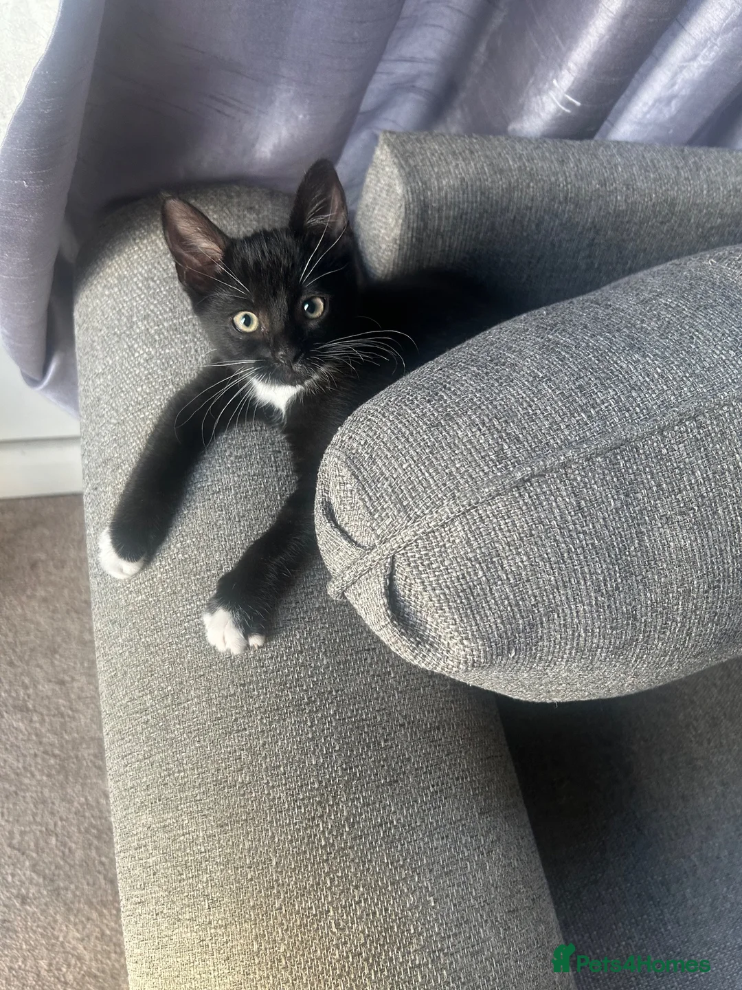 Mixed Breed cats for sale: Black and white kitten  - Advert 2