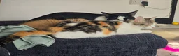 Mixed Breed cats for sale: 2 adorable black and white kittens - Advert 2