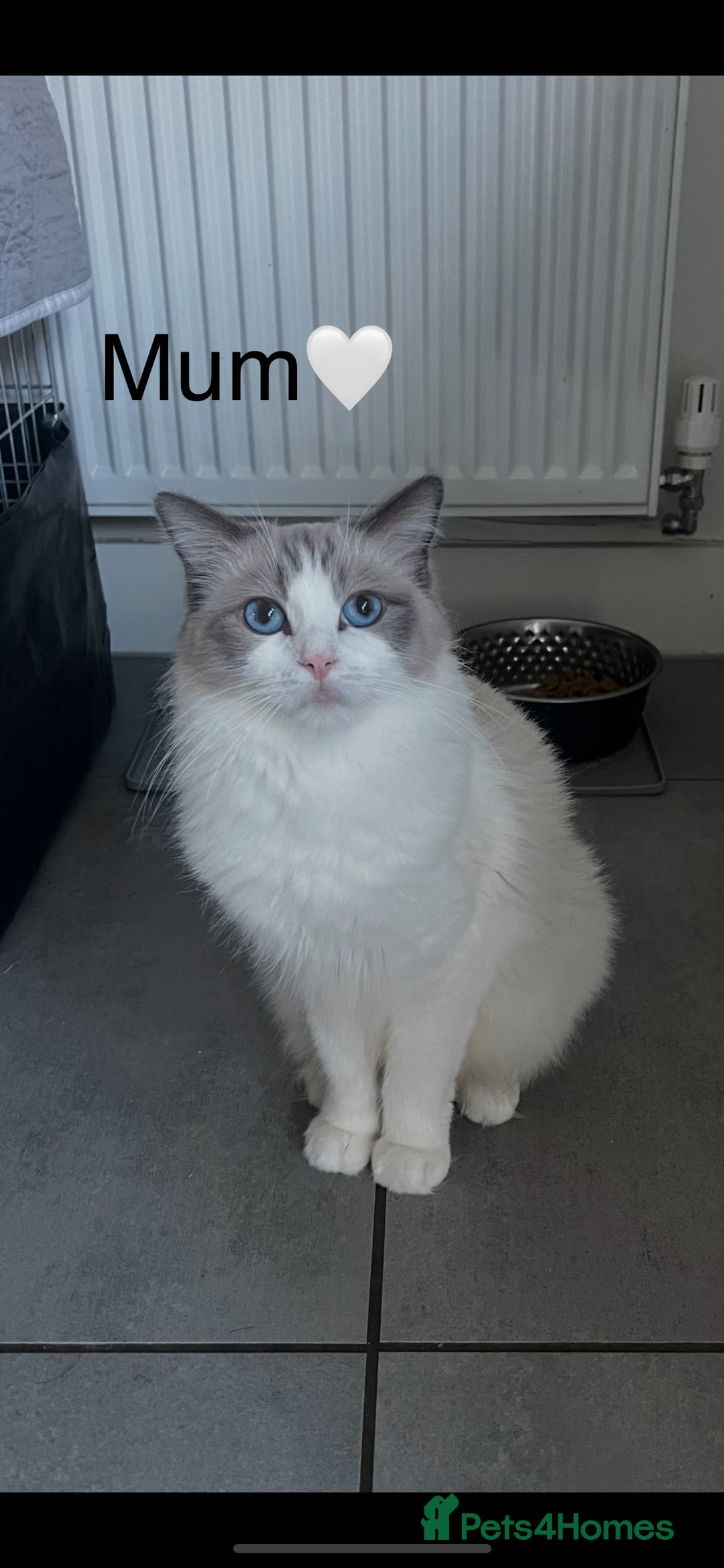 Ragdoll cats for sale: 🩷5 Blue Bi-colour Ragdoll girls🩷 - Advert 7