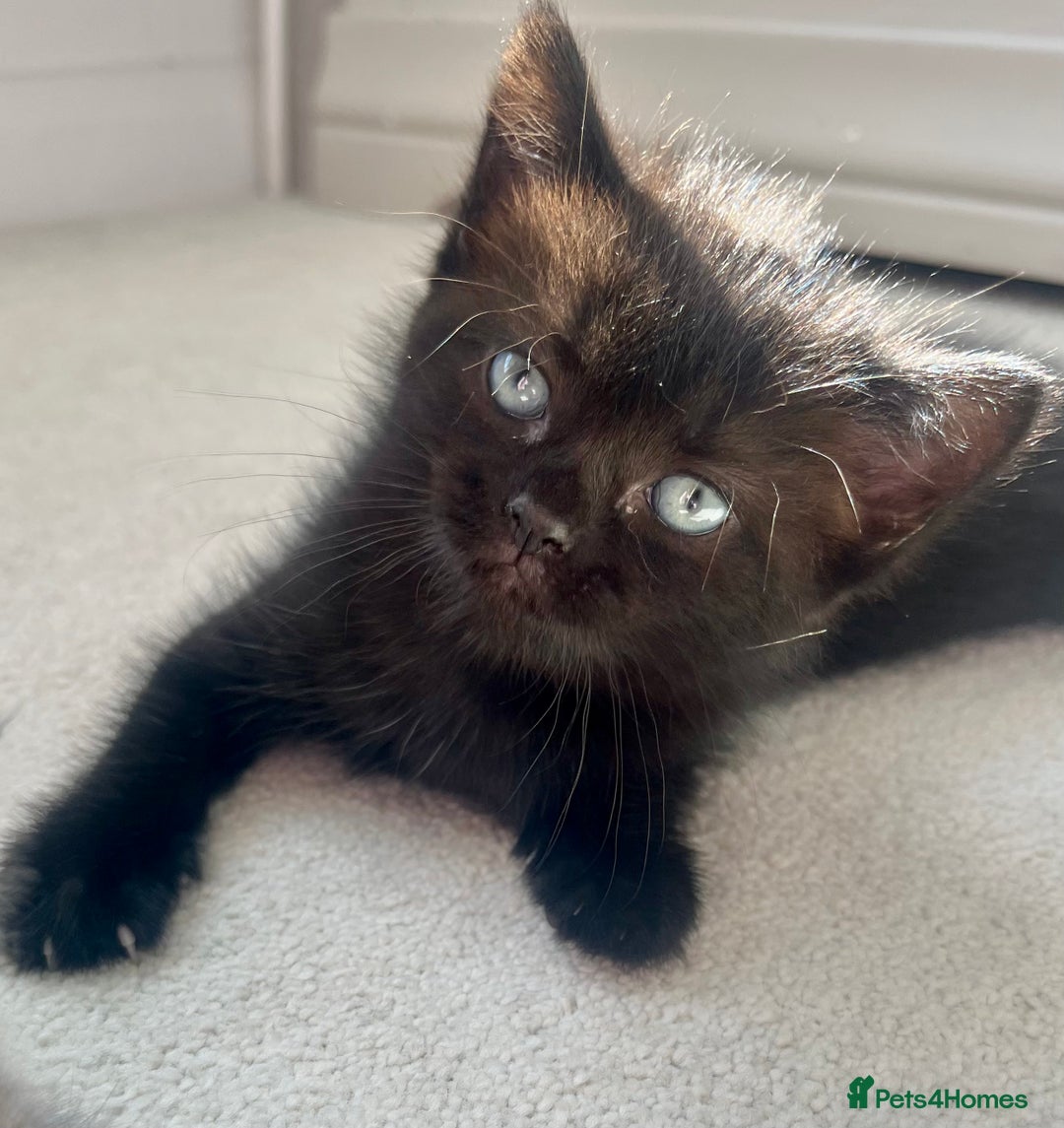 Ragdoll cats for sale: Very friendly Affectionate Ragdoll x kitten - Image 10