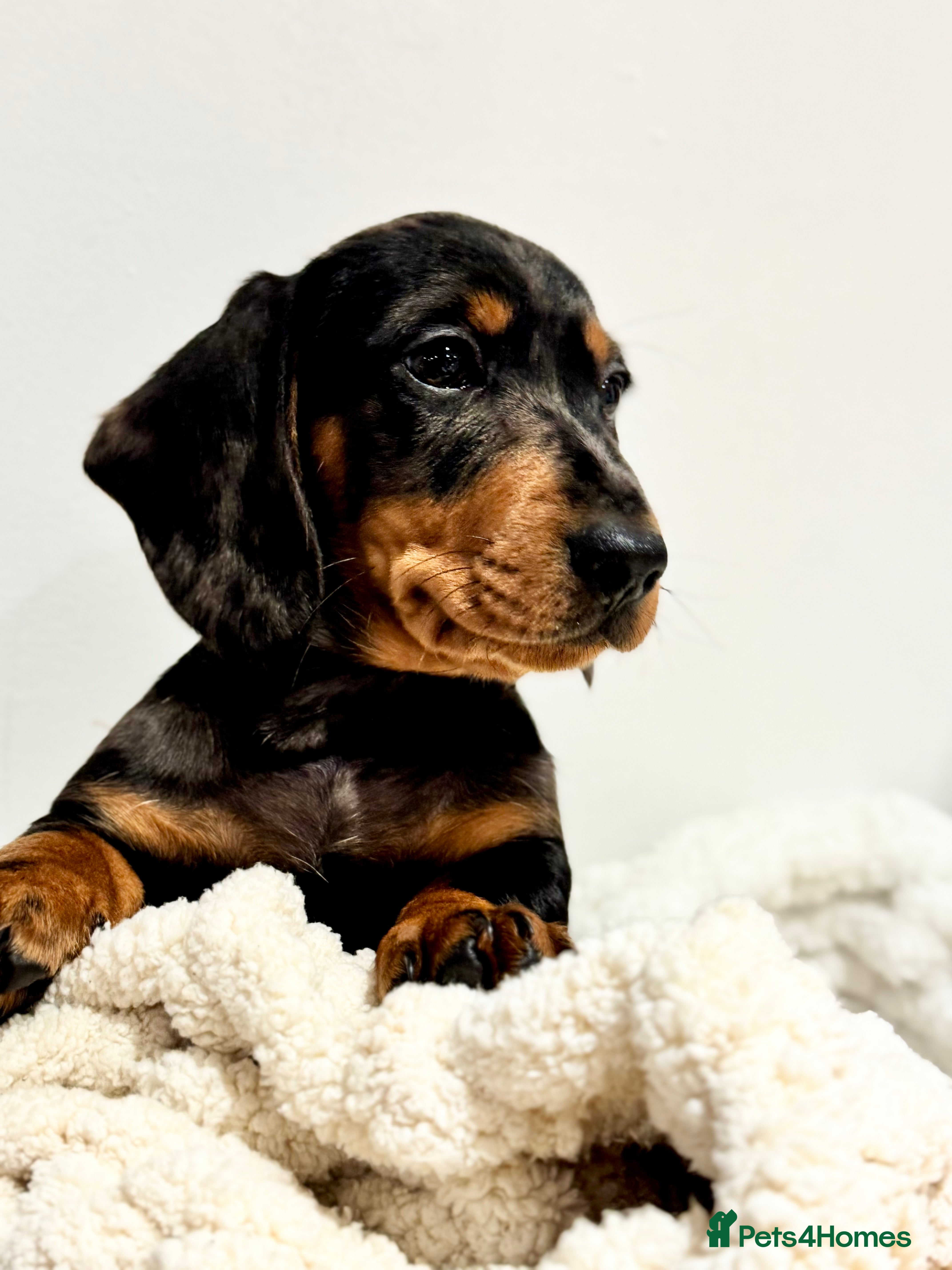 Miniature Dachshund dogs KC miniature dachshund pups - Advert 10