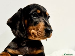 Miniature Dachshund dogs KC miniature dachshund pups - Advert 10
