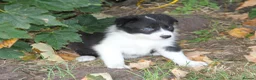 Border Collie dogs for sale: Border Collie Puppies for Sale - Advert 16