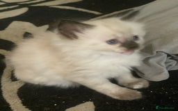 Mixed Breed cats for sale: 3/4 ragdoll kittens available  - Image 17