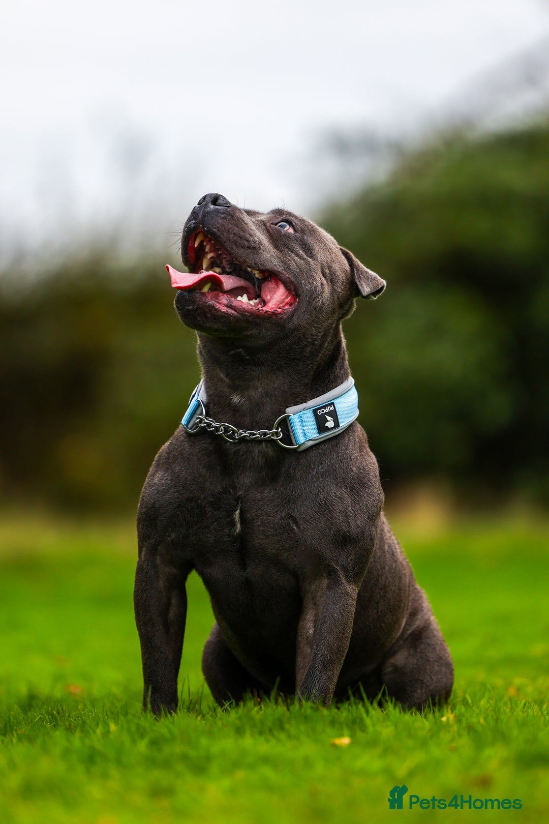 Staffordshire Bull Terrier dogs for stud: PROVEN Staffordshire bull terrier stud  - Advert 7