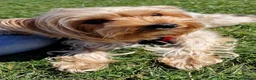 Yorkshire Terrier dogs for sale: Beautiful puppies looking for their forever homes! in Hemel Hempstead - Advert 8