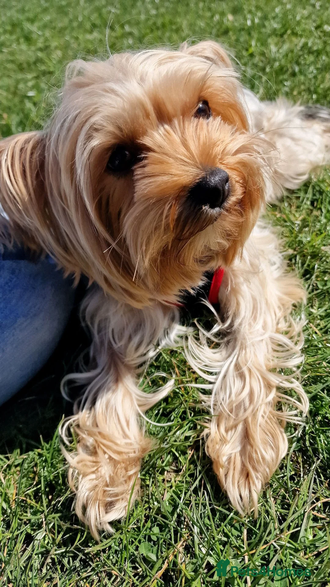 Yorkshire Terrier dogs for sale: Beautiful puppies looking for their forever homes! in Hemel Hempstead - Advert 8