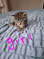 Mixed Breed Kitten 5