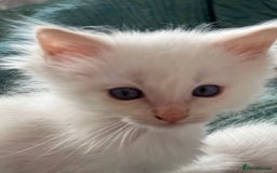 Ragdoll cats for sale: Tortie Lynx Flame Lynx pedigree Ragdolls - Image 23