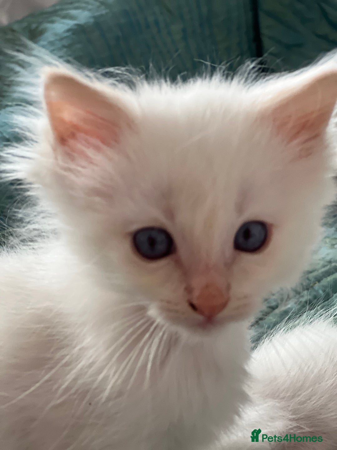Ragdoll cats for sale: Tortie Lynx Flame Lynx pedigree Ragdolls - Image 23