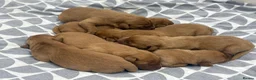 Labrador Retriever dogs for sale: Golden Labradors puppies  - Advert 4