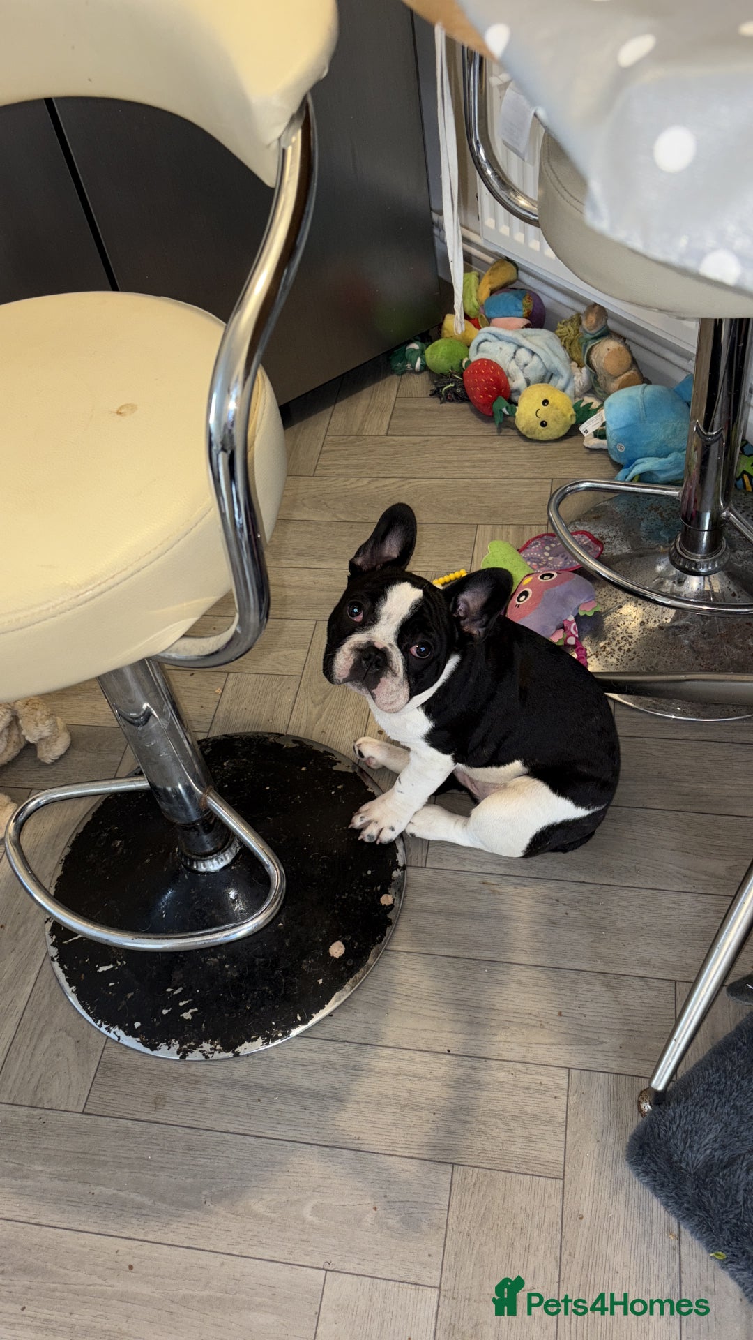 French Bulldog dogs for sale: Frenchie puppy  - Advert 3