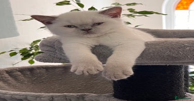 Selkirk Rex cats Selkirk rex kittens 😻 - Advert 4