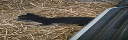Mixed Breed cats for sale: 2 kittens - Advert 1