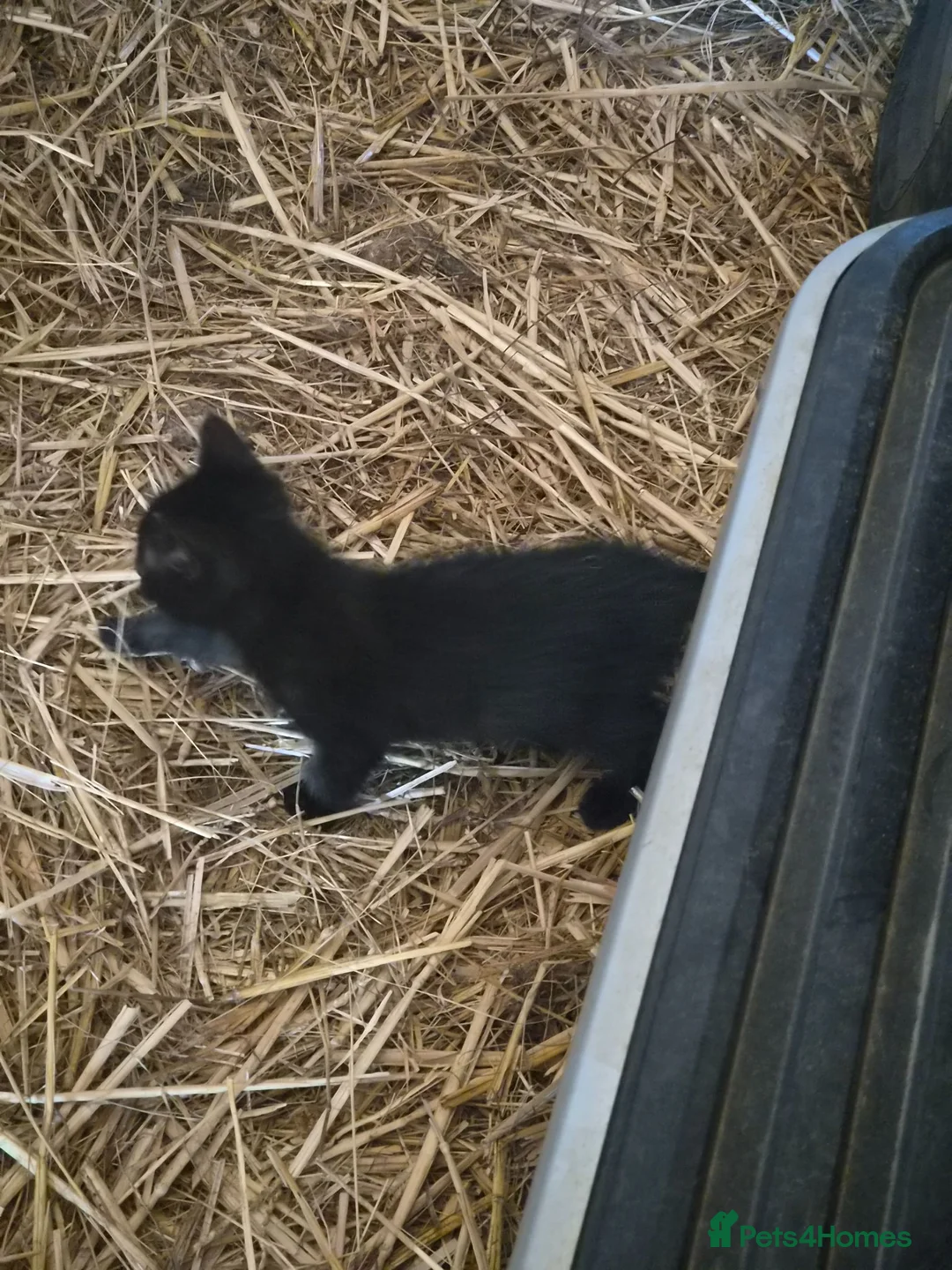 Mixed Breed cats for sale: 2 kittens - Advert 1